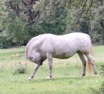 Lipica horse 2